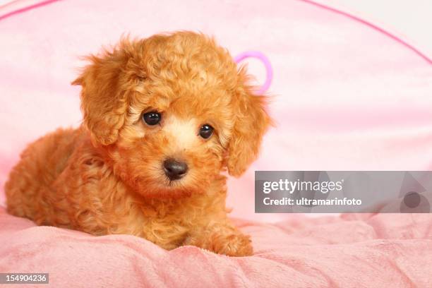 perro - miniature poodle fotografías e imágenes de stock