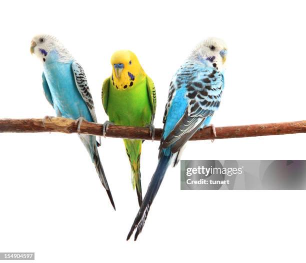 budgerigars - tropical bird white background stock pictures, royalty-free photos & images