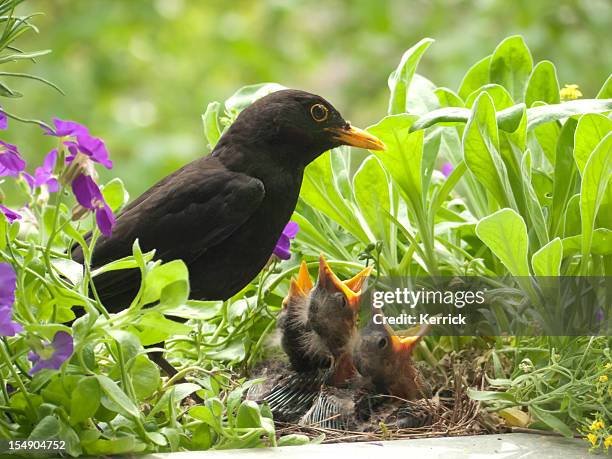 blackbird babies and  father - animal nest stock pictures, royalty-free photos & images