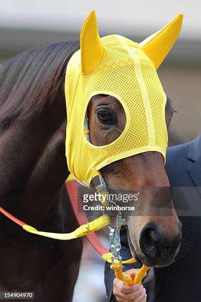 horse head with yellow ear plugs - japan racing stock pictures, royalty-free photos & images