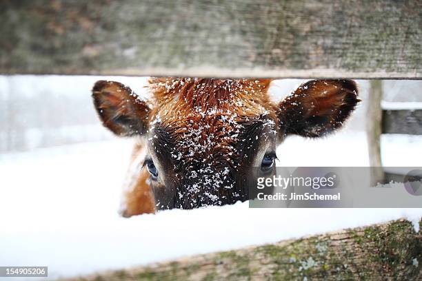 cow in snow - cow eyes stock pictures, royalty-free photos & images