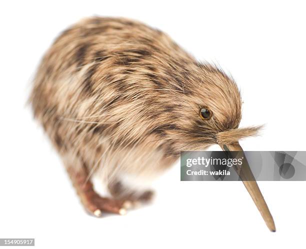 kiwi bird - taxidermy stock pictures, royalty-free photos & images