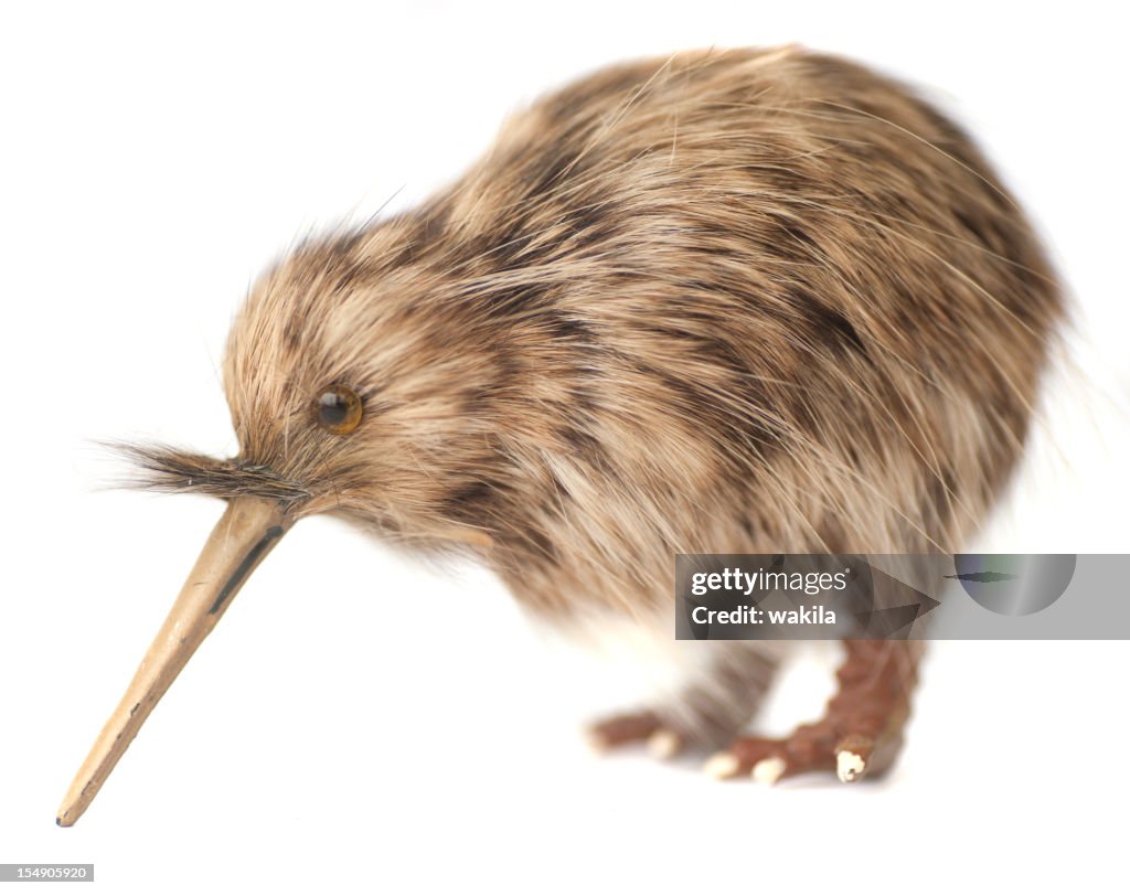Kiwi bird