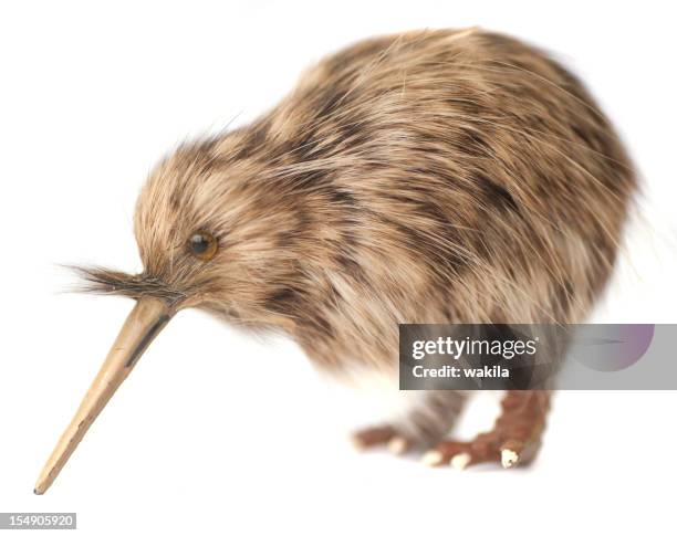 kiwi bird - kiwi bird stock pictures, royalty-free photos & images