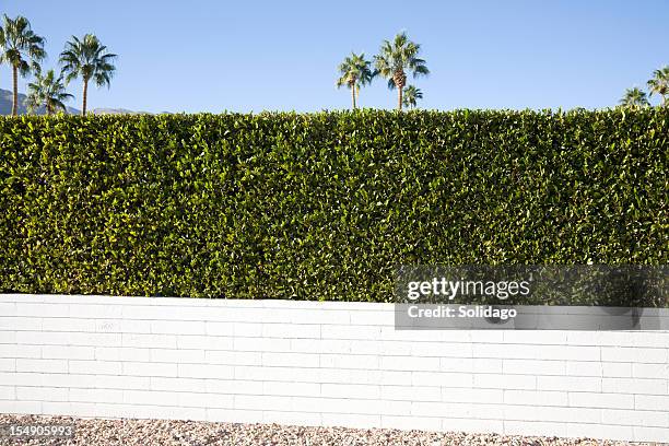 privacy hedge and wall - buxus stockfoto's en -beelden