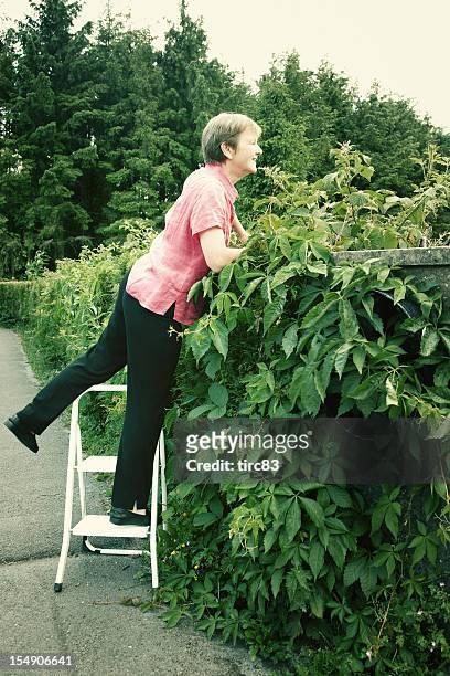 nosey neighbour looking over hedge - nosy woman stock pictures, royalty-free photos & images