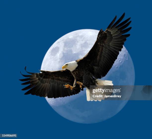 bald eagle flying in front of moon, wings spread - eagle flying stock pictures, royalty-free photos & images