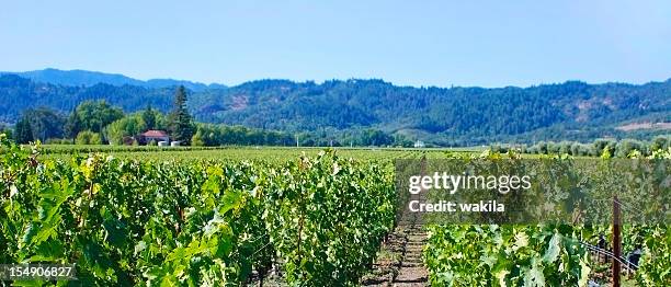 wine crops in toscana italy - sonoma california stock pictures, royalty-free photos & images
