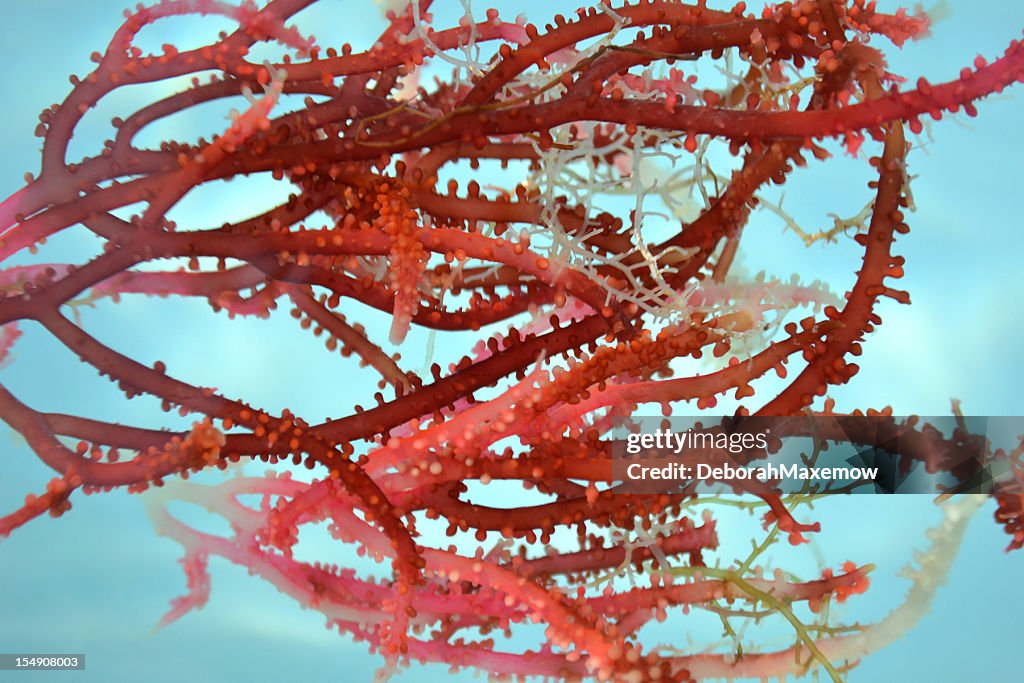 Red Nodule Seaweed Blooms Floating Clear Water Full Frame Background