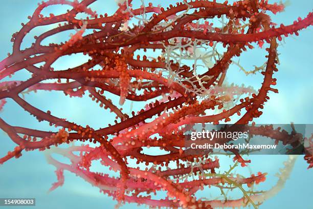 red nodule seaweed blooms floating  clear water full frame background - lymphatic system stock pictures, royalty-free photos & images