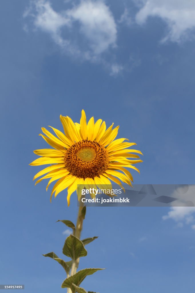 Pile de tournesol contre le ciel bleu