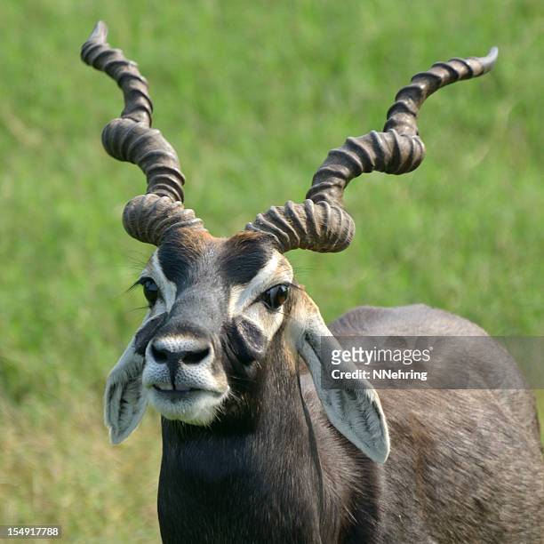 685 Blackbuck Photos and Premium High Res Pictures - Getty Images