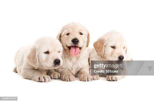 golden retriever - golden retriever stock pictures, royalty-free photos & images