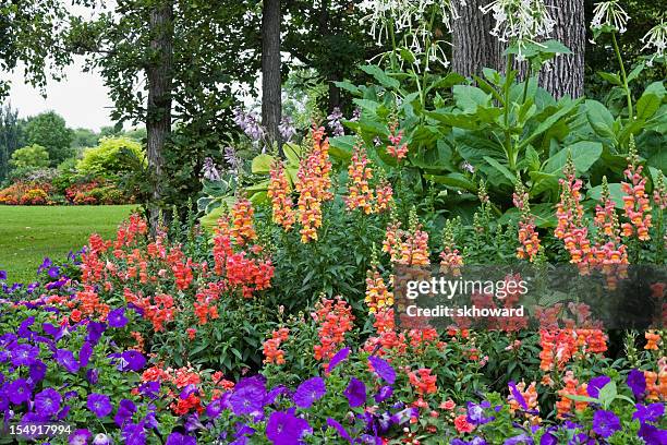 colorful flower garden - antirrhinum majus stockfoto's en -beelden