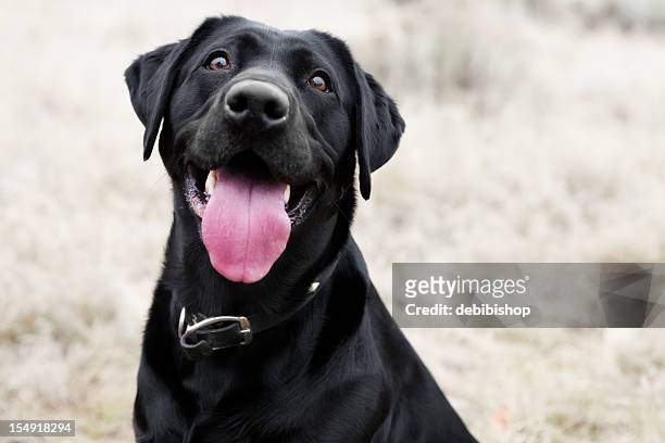 happy dog - labrador retriever stock pictures, royalty-free photos & images