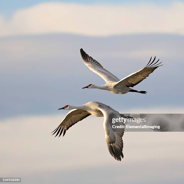 pair of sandhill cranes grus canadensis mid-flight - crane 個照片及圖片檔