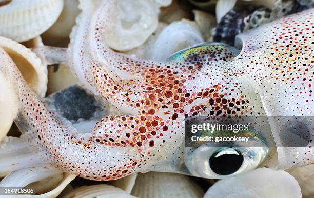 beautiful squid on seashells - pijlinktvis stockfoto's en -beelden