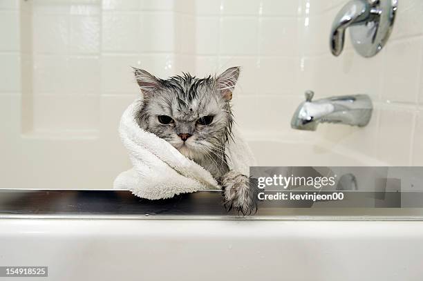 wet cat - wet cat stock pictures, royalty-free photos & images