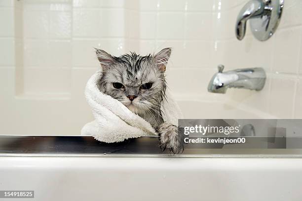 Wet Cat