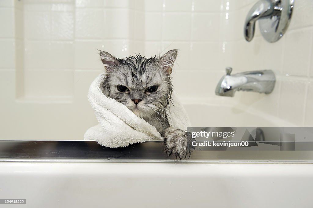Wet Cat