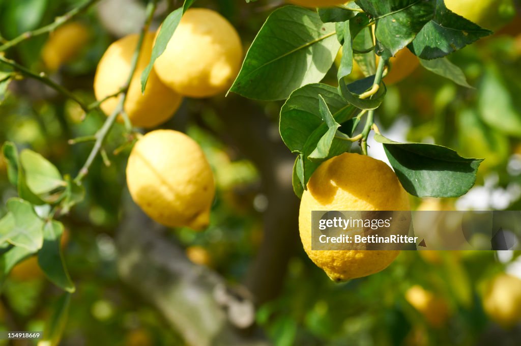 Lemons