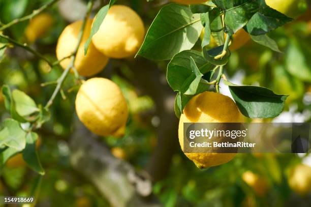 lemons - citrus limon stock pictures, royalty-free photos & images