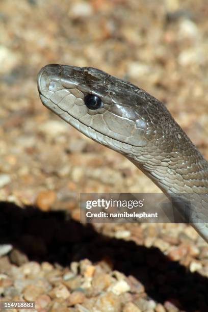 black mamba - black mamba stockfoto's en -beelden