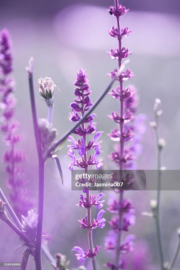 Blooming Salvia leucantha