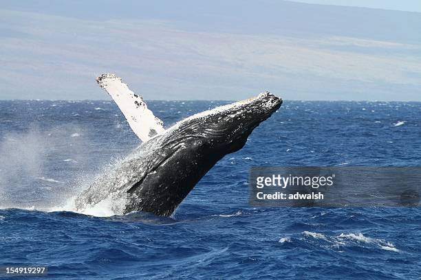 salto de baleia baleia-de-bossas fora costa de maui - salto de baleia imagens e fotografias de stock