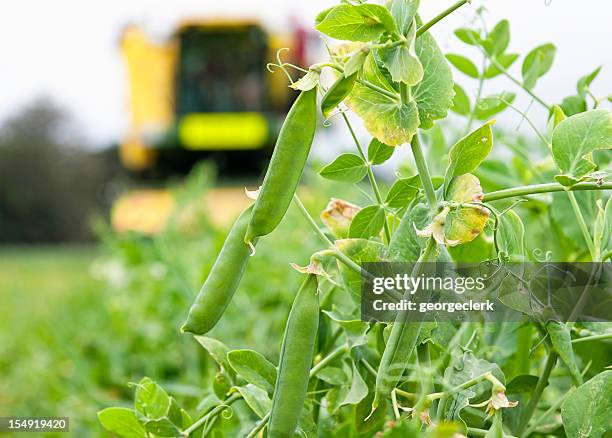 pea harvesting - peas stockfoto's en -beelden