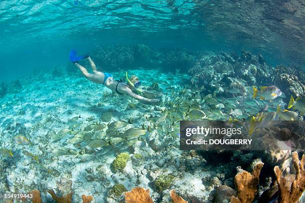 female underwater - belize stock pictures, royalty-free photos & images