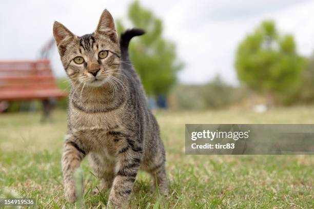 tabby cat kitten looking at camera - domestic cat grass stock pictures, royalty-free photos & images