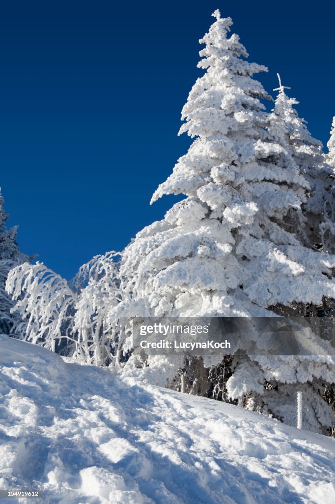 Tree Snow Trees Covered In Snow High-Res Stock Photo - Getty Images