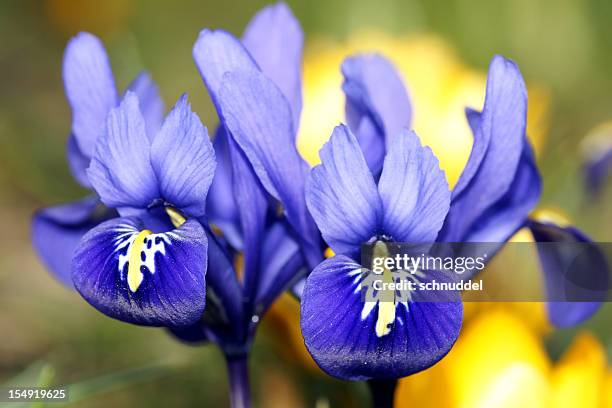 iris flowers - iris reticulata stock pictures, royalty-free photos & images