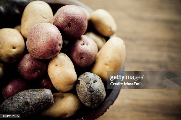 multicolored potatoes - fingerling potato stock pictures, royalty-free photos & images