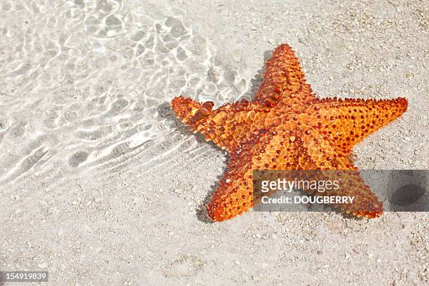 star fish - starfish 個照片及圖片檔