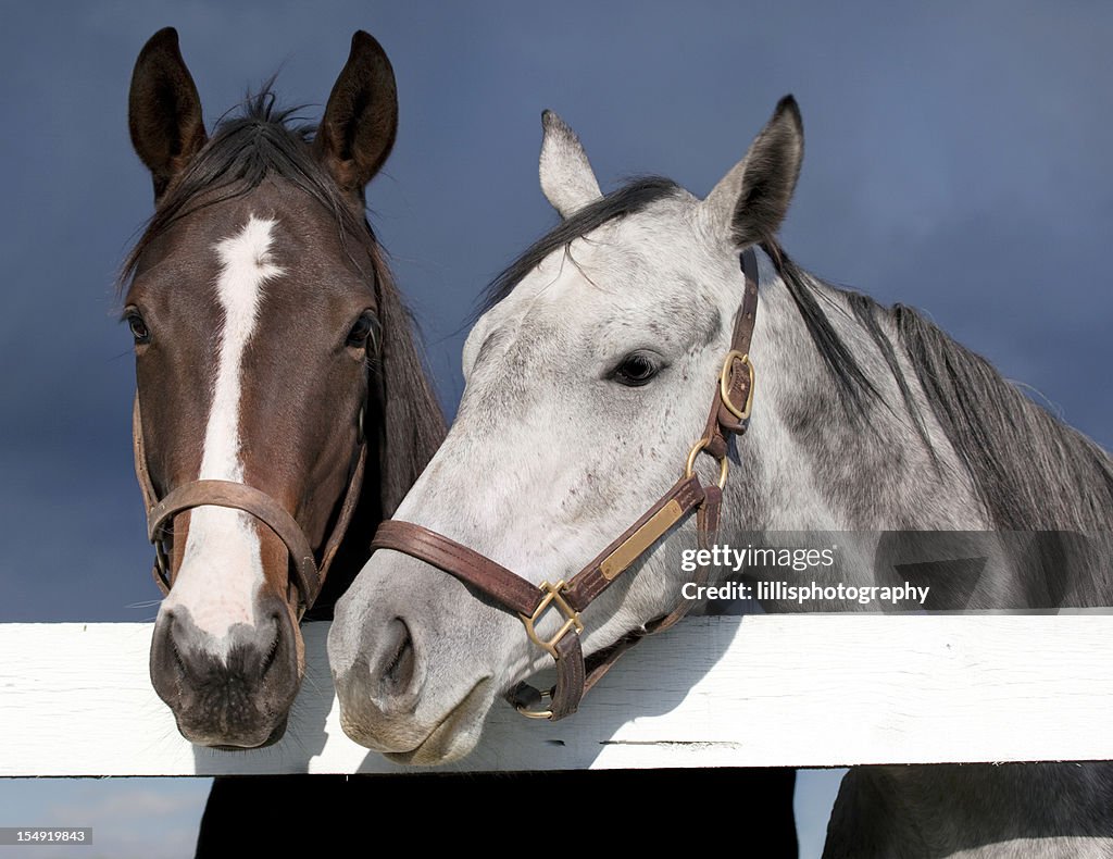 Thoroughbred Racehorses
