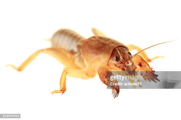 isolated mole cricket - mole cricket stock pictures, royalty-free photos & images