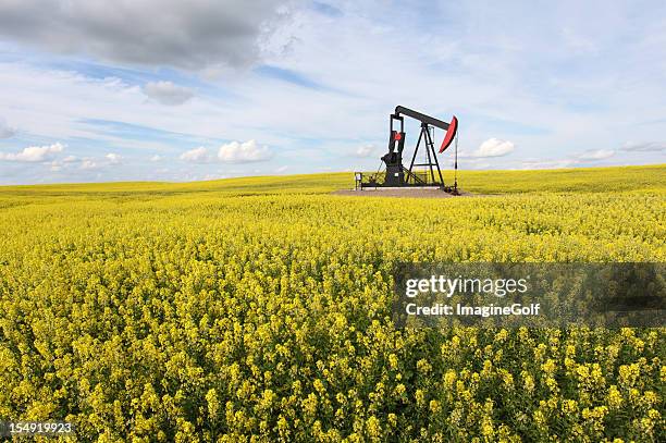 pumpjack in canola field in alberta canada - oil pump stock pictures, royalty-free photos & images