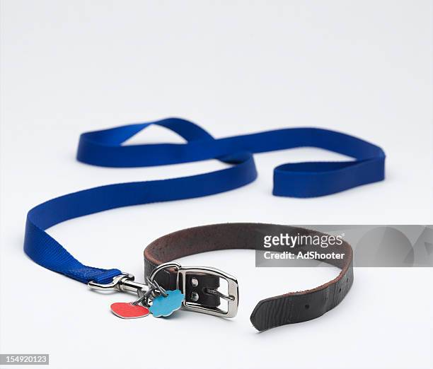 dog leash - collar stock pictures, royalty-free photos & images