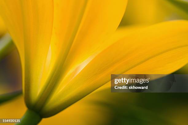 vibrant golden yellow lily - yellow flowers stock pictures, royalty-free photos & images