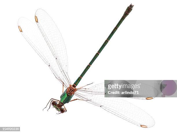isolated dragonfly - dragonfly stockfoto's en -beelden