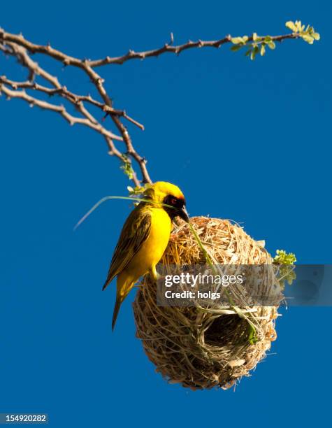 african weaver bird building its nest in namibia - animal nest stock pictures, royalty-free photos & images