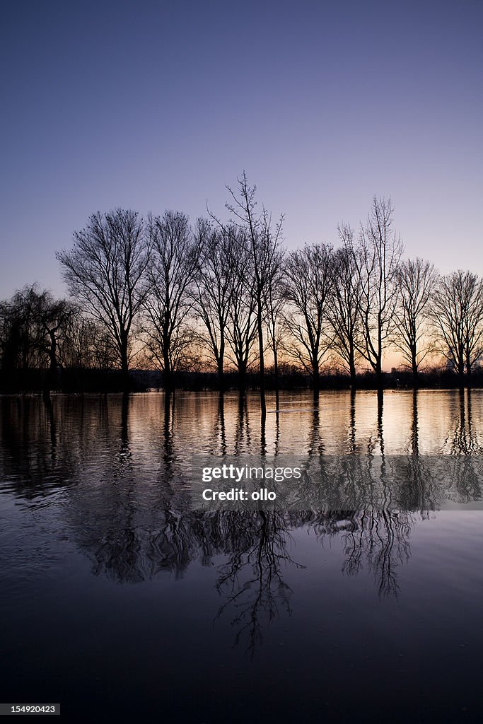Silhouette of trees at dusk, flooded riverside