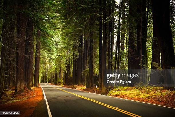 road through the huge redwood trees - redwood national park stock pictures, royalty-free photos & images