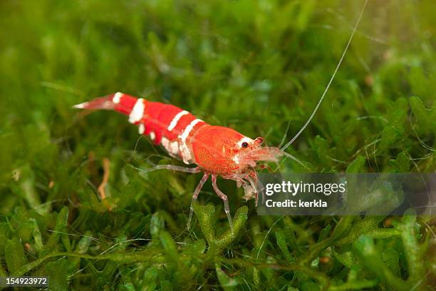 crystal red dwarf shrimp (caridina cf. cantonensis) kristallrote zwerggarnele - stor räka bildbanksfoton och bilder