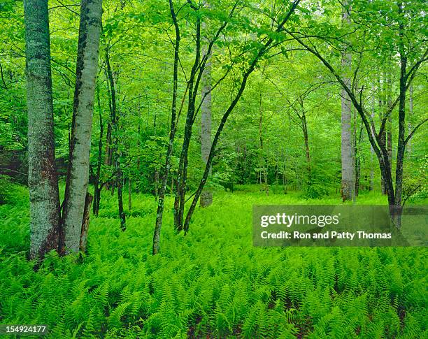 spring in vermont - fern field stock pictures, royalty-free photos & images