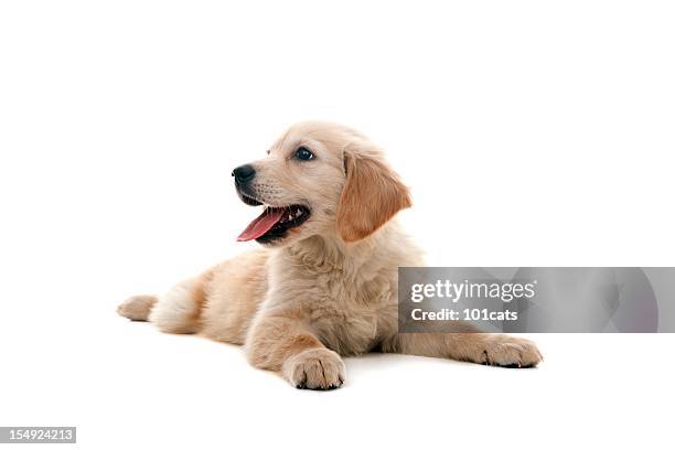 little dog - golden retriever stockfoto's en -beelden