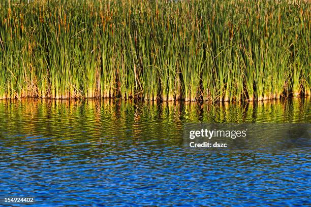 summer lake cattails - lubbock texas stock pictures, royalty-free photos & images