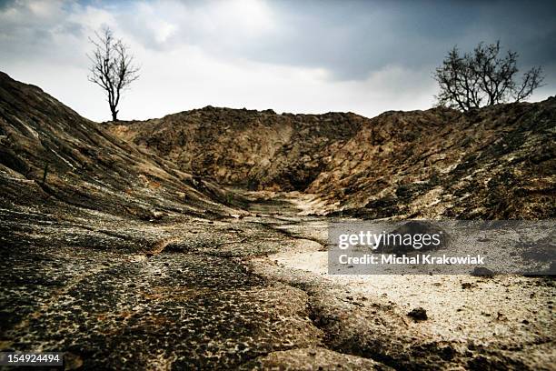 dark, arid landscape with dead trees and dry soil. - barre stockfoto's en -beelden